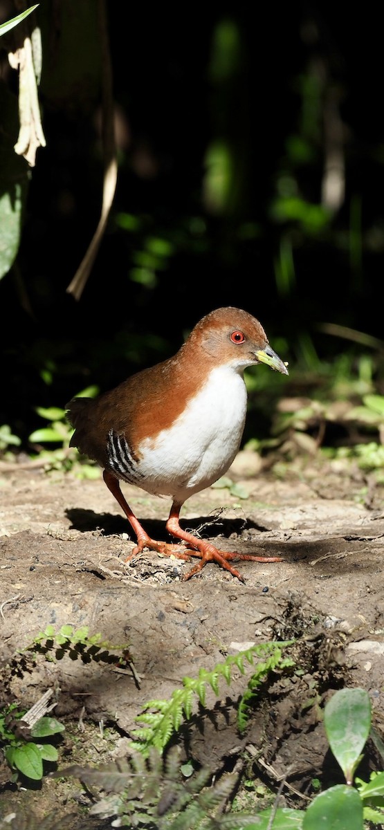 Red-and-white Crake - ML623343575