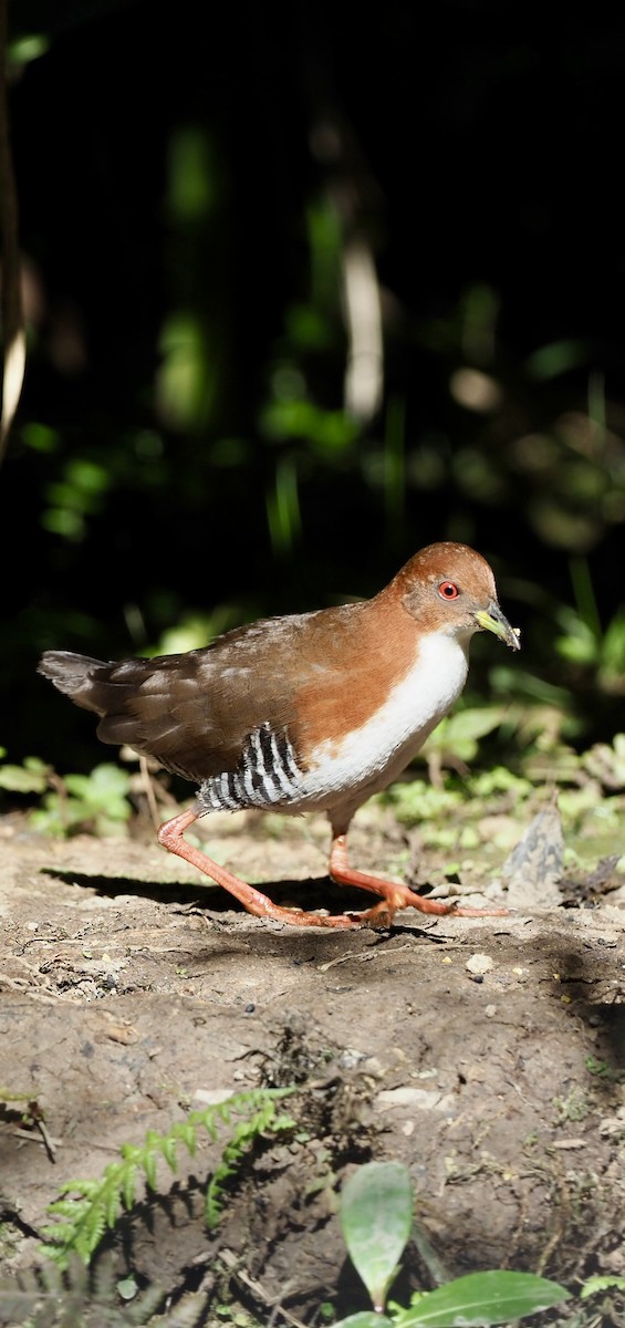 Red-and-white Crake - ML623343576