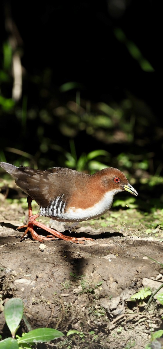 Red-and-white Crake - ML623343577