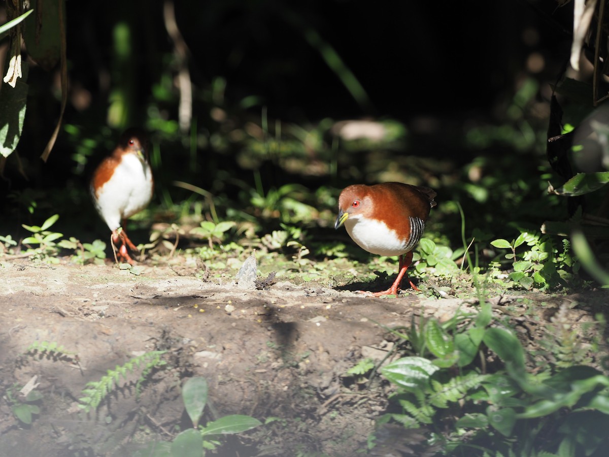 Red-and-white Crake - ML623343578