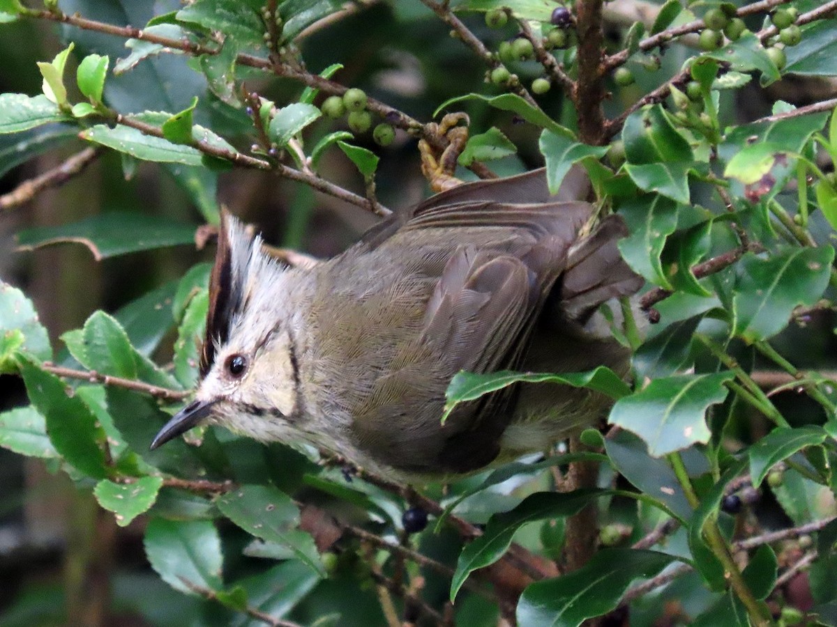 Taiwan Yuhina - ML623343585