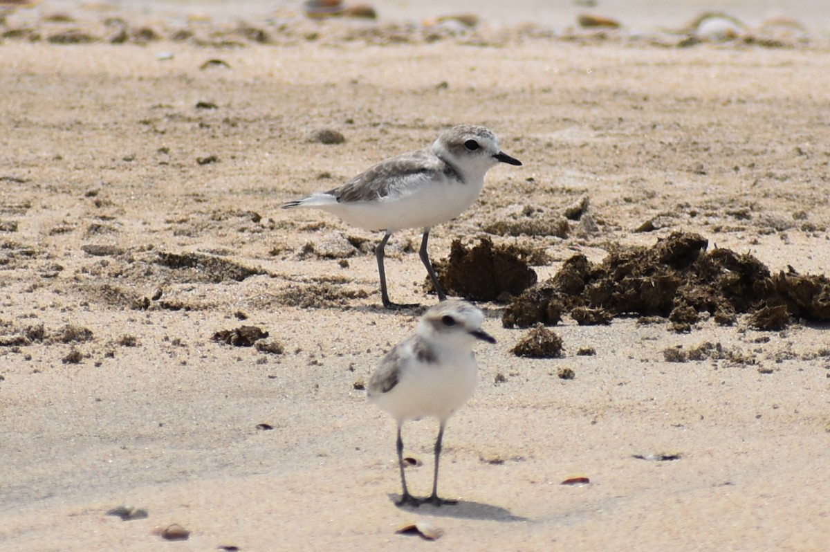 Snowy Plover - ML623343586