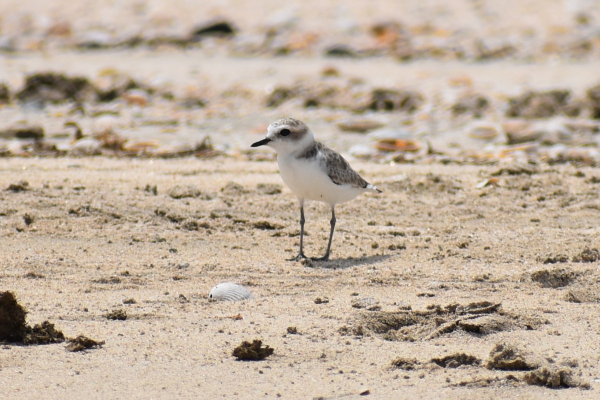 Snowy Plover - ML623343587