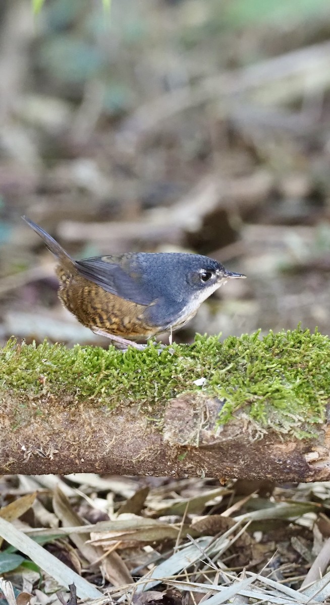 White-breasted Tapaculo - ML623343589