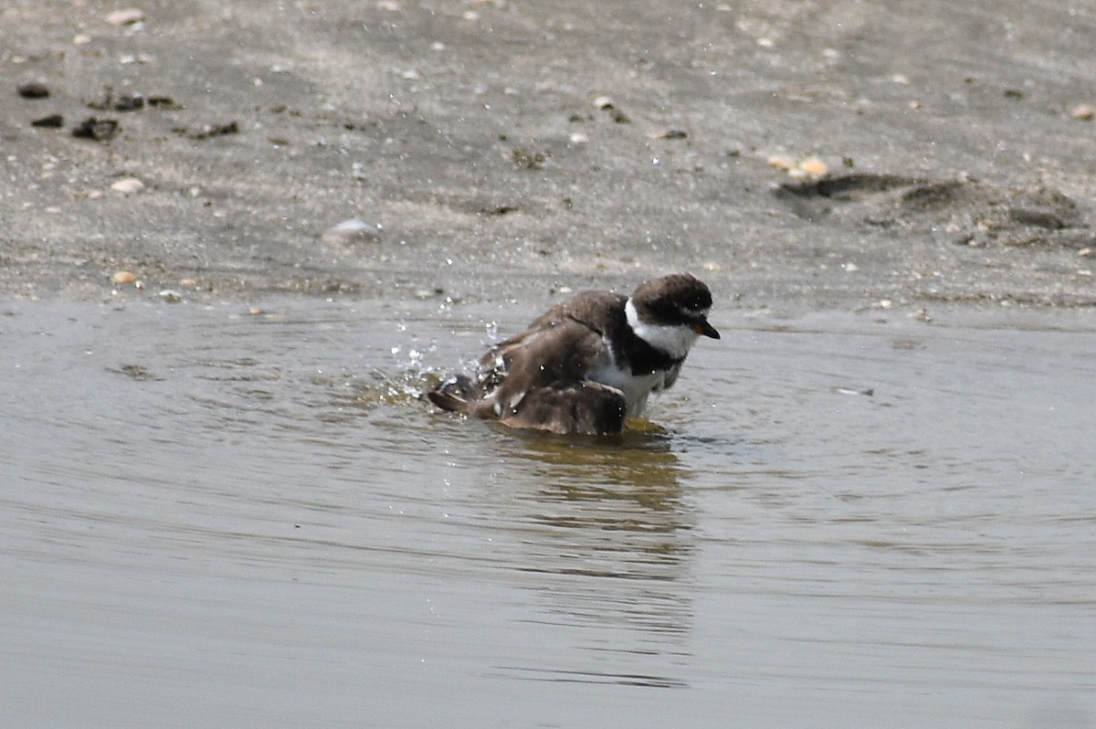 Semipalmated Plover - ML623343599