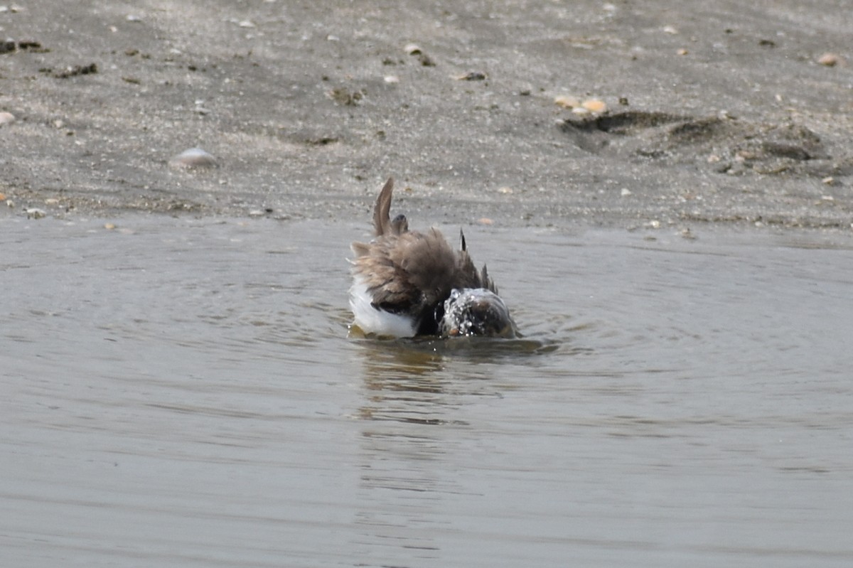 Semipalmated Plover - ML623343605