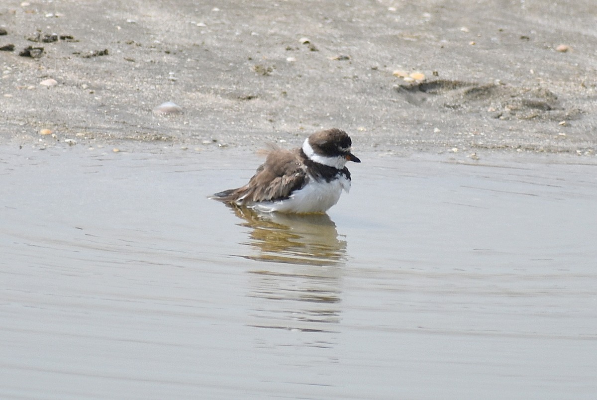 Semipalmated Plover - ML623343611