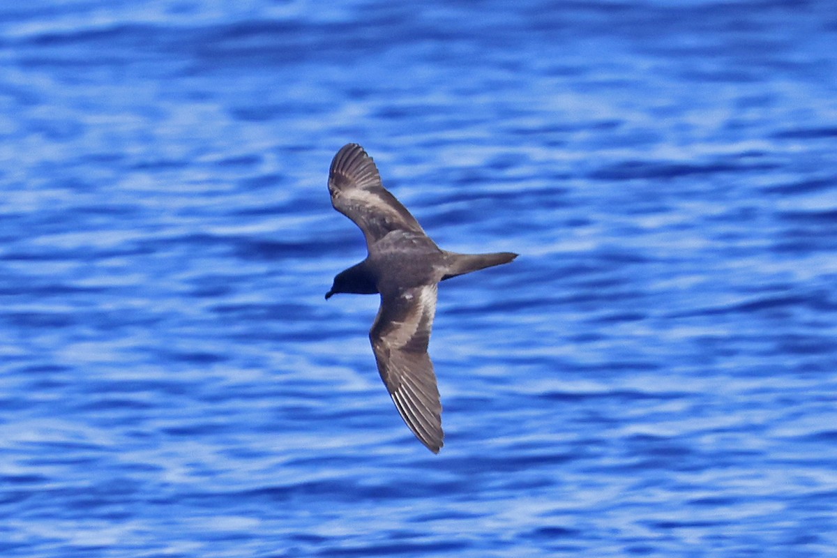 Bulwer's Petrel - ML623343612