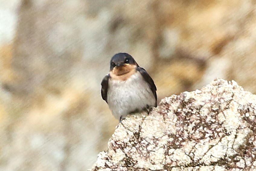 Pacific Swallow (Pacific) - ML623343632