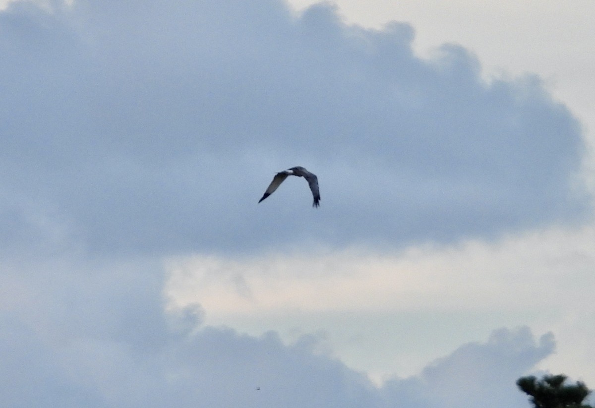 Northern Harrier - ML623343643