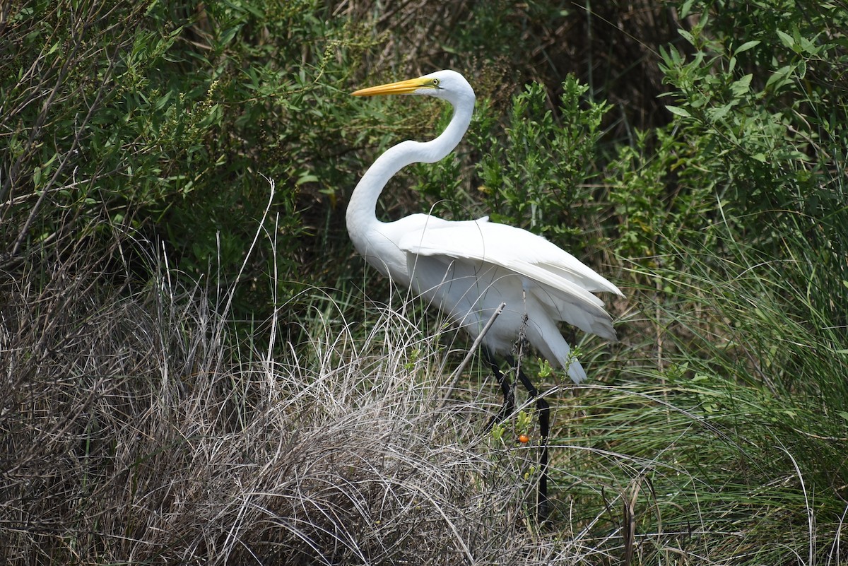 Great Egret - ML623343644