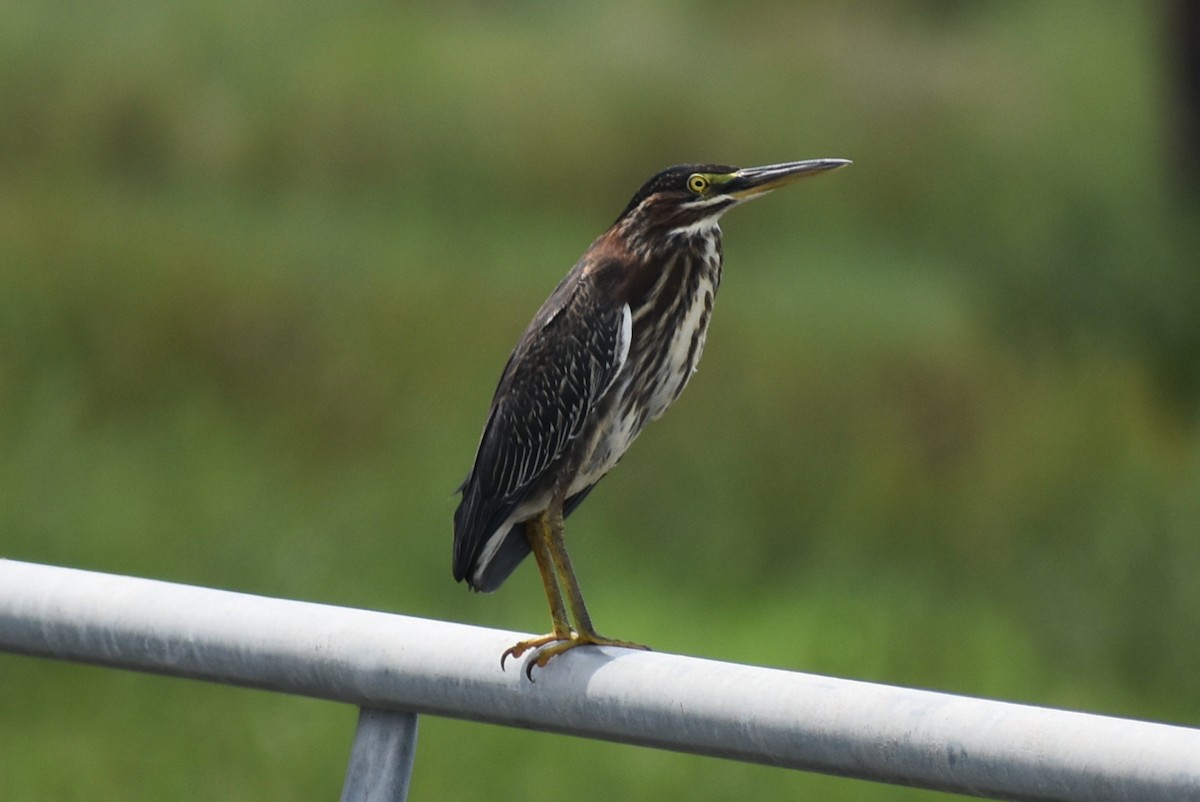 Green Heron - ML623343645