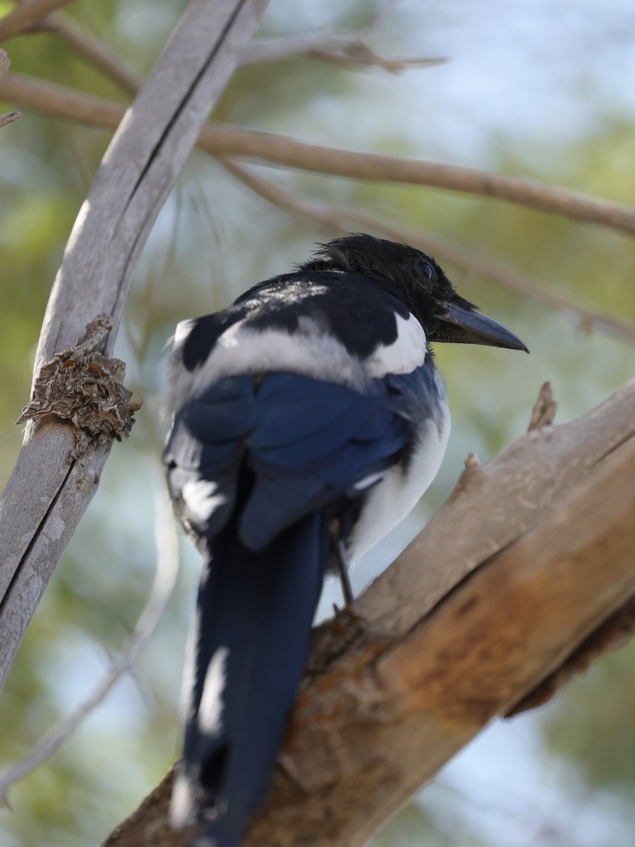 Black-billed Magpie - ML623343671