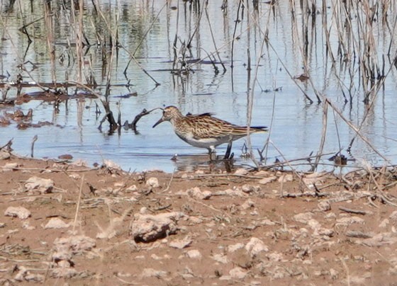 Орог элсэг - ML623343678