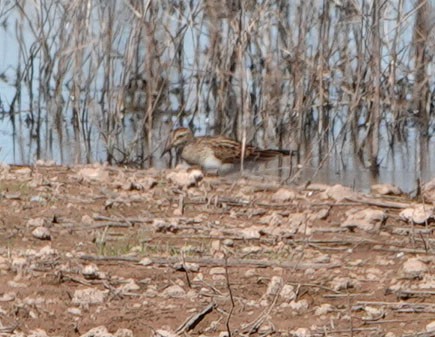 Орог элсэг - ML623343679