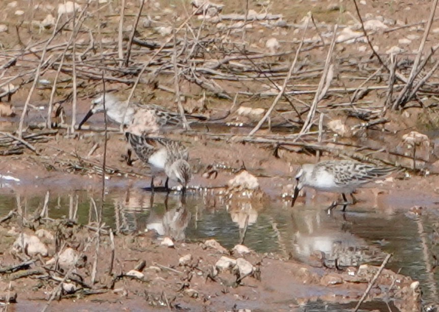 Western Sandpiper - ML623343685