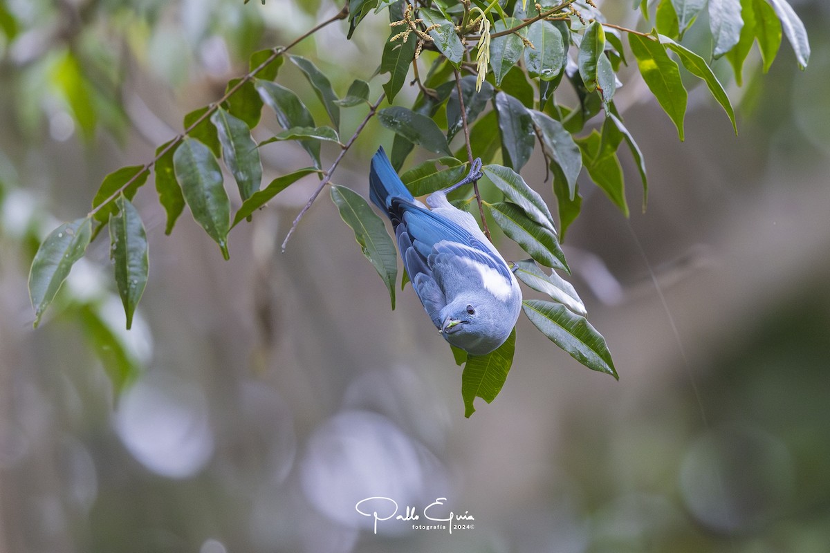 Blue-gray Tanager (White-edged) - ML623343721