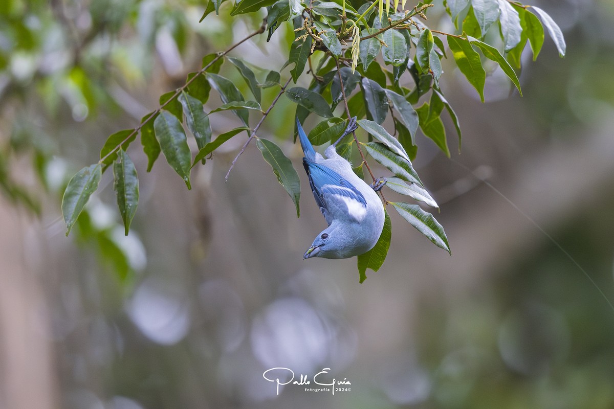 Blue-gray Tanager (White-edged) - ML623343722