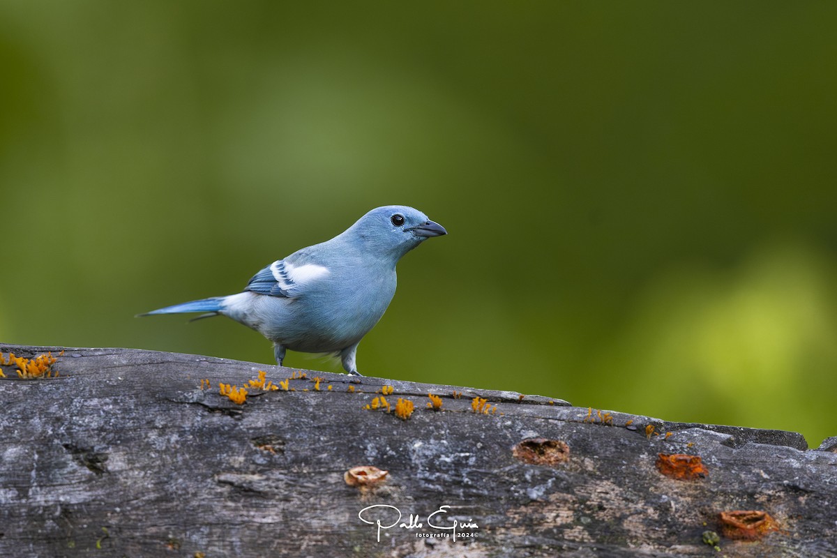 Blue-gray Tanager (White-edged) - ML623343723