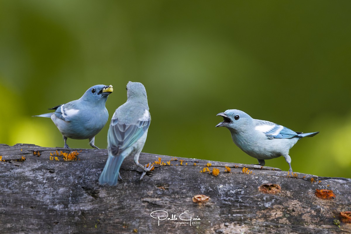 Blue-gray Tanager (White-edged) - ML623343724