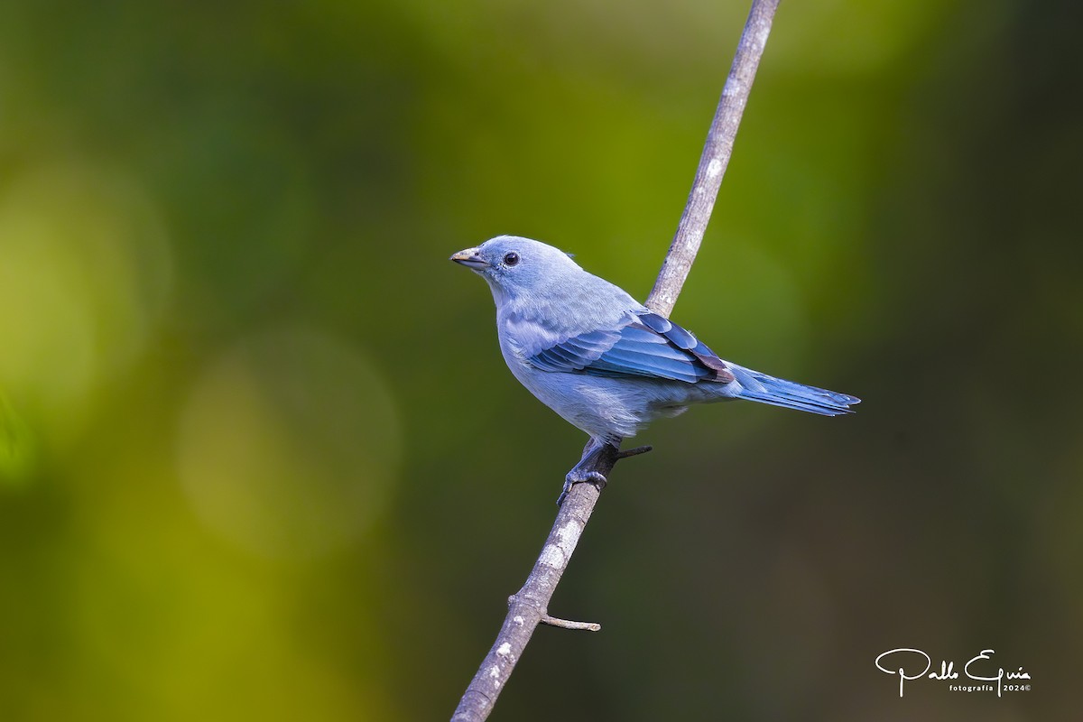 Blue-gray Tanager (White-edged) - ML623343725