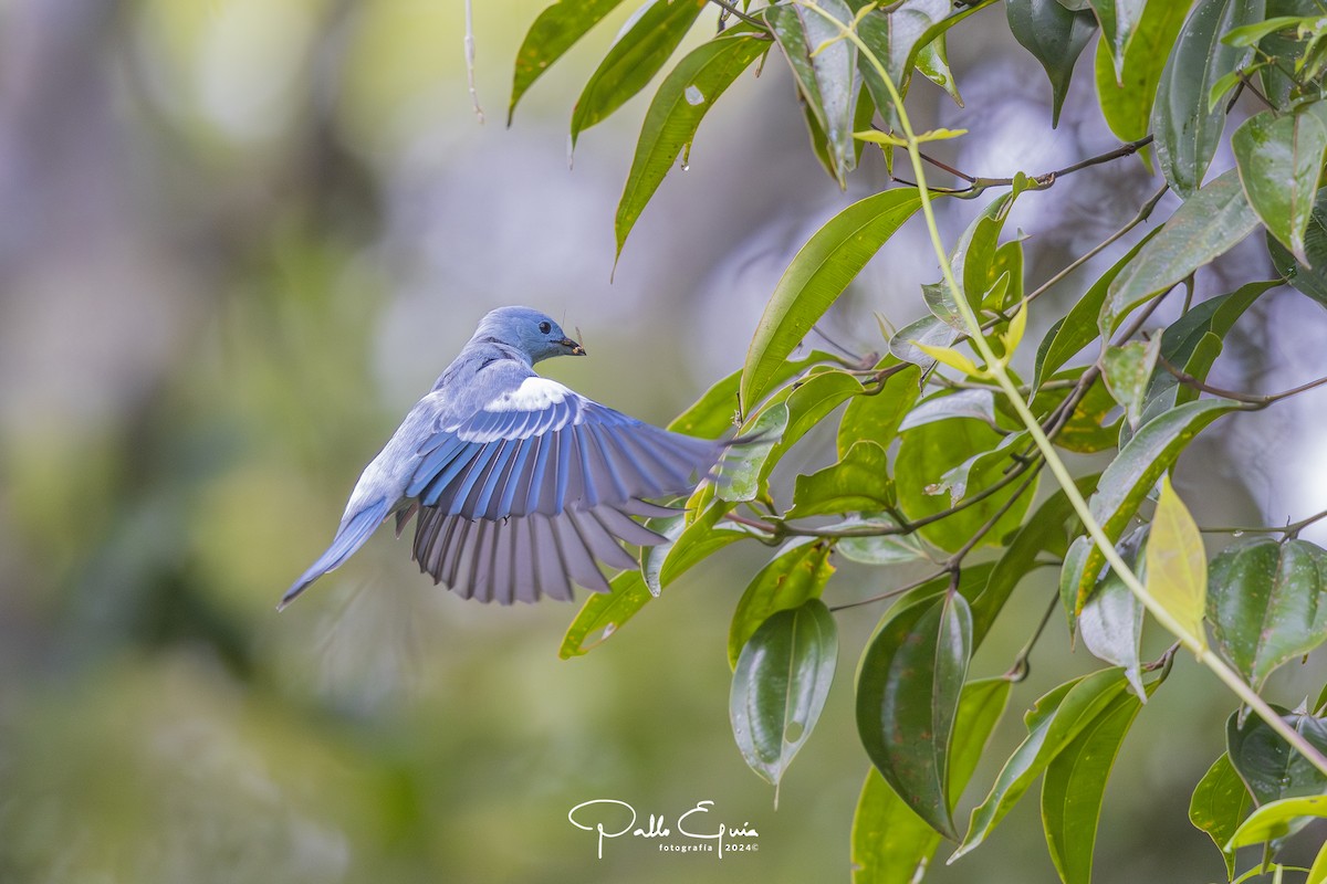 Blue-gray Tanager (White-edged) - Pablo Eguia