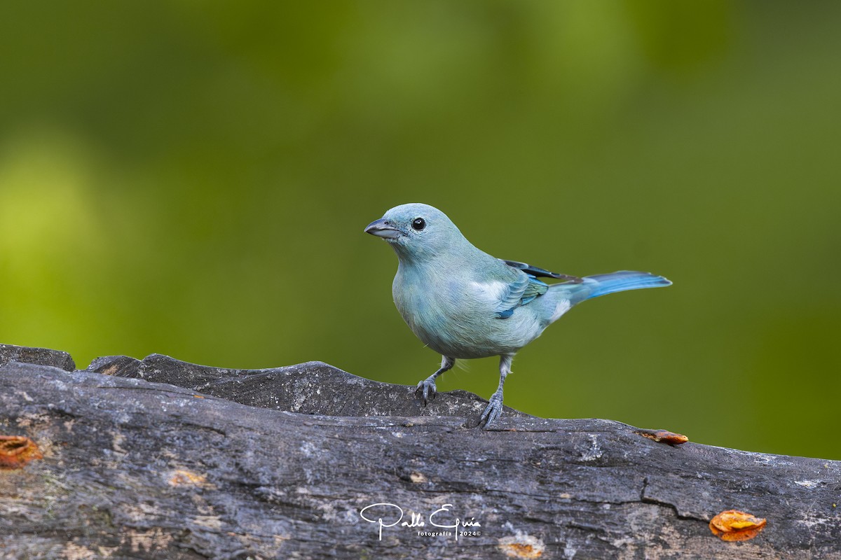 Blue-gray Tanager (White-edged) - ML623343727