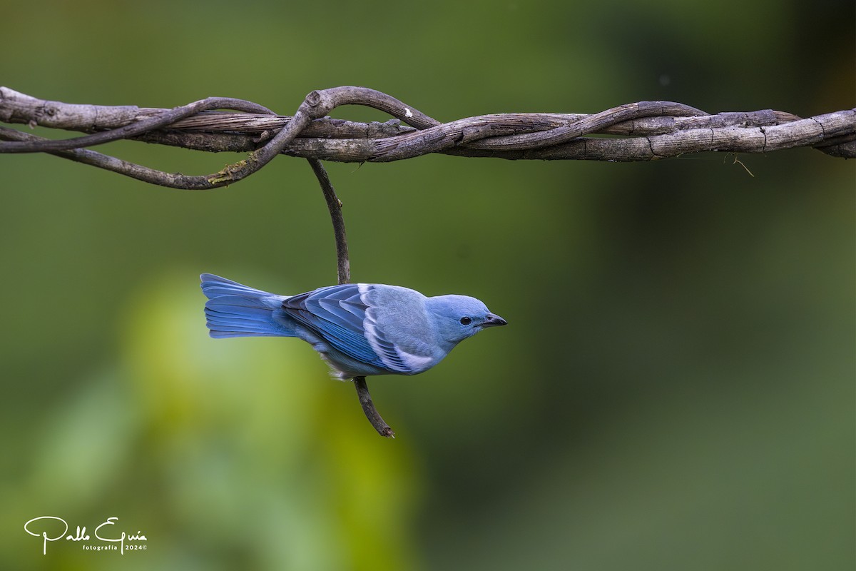 Blue-gray Tanager (White-edged) - ML623343728