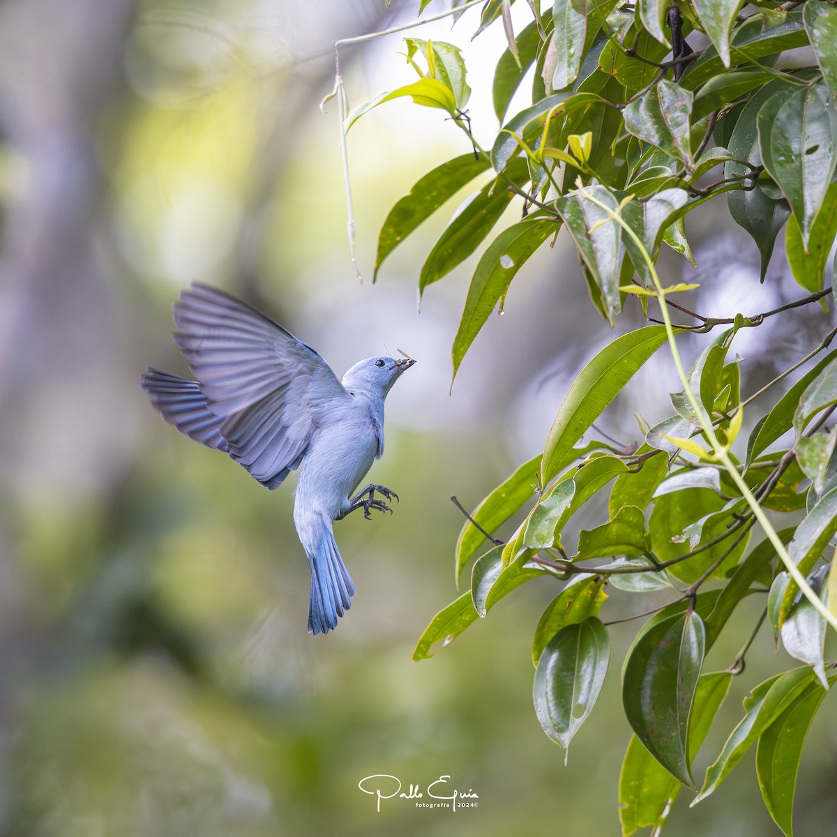 Blue-gray Tanager (White-edged) - ML623343729