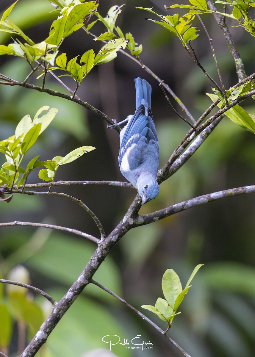 Blue-gray Tanager (White-edged) - ML623343730