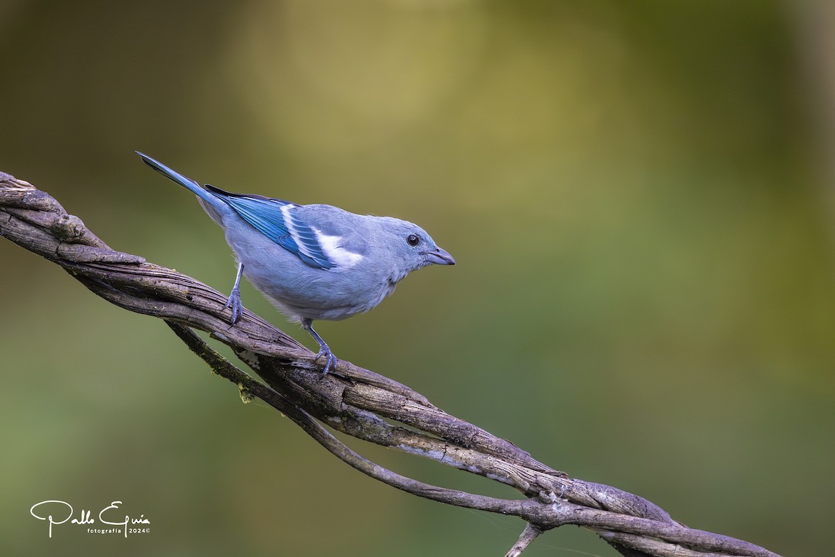 Blue-gray Tanager (White-edged) - ML623343731