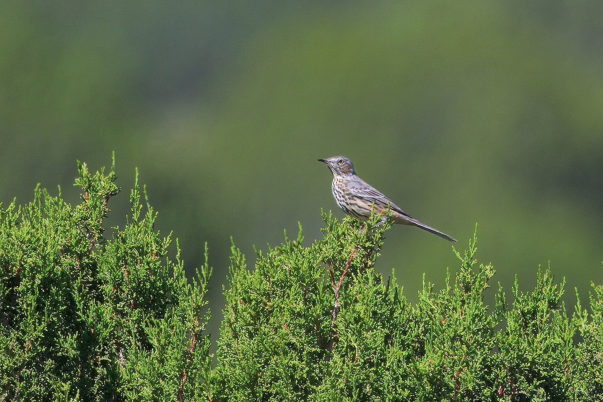 Sage Thrasher - ML623343868