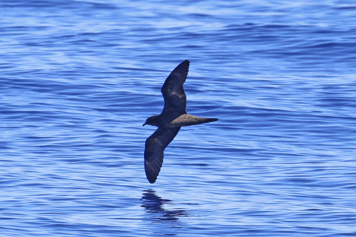 Bulwer's Petrel - ML623343872