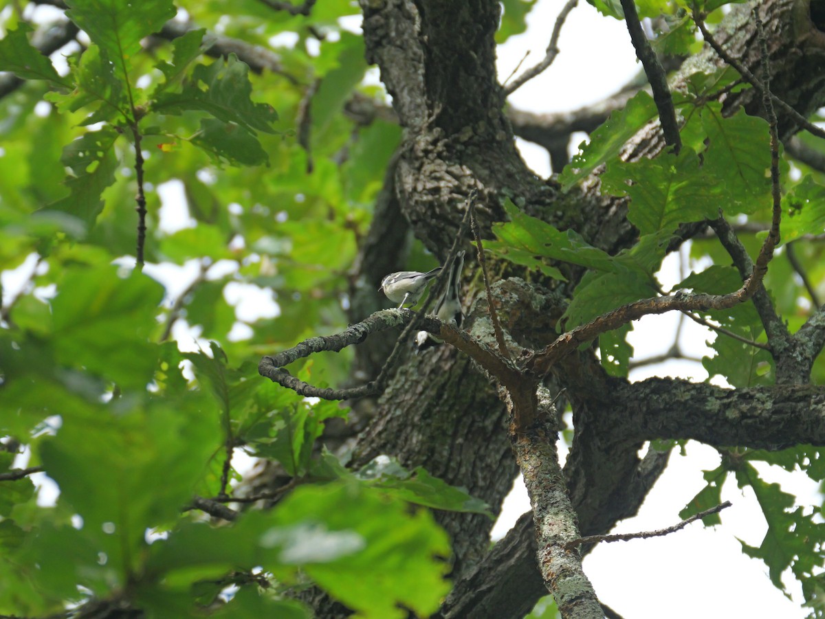 Japanese Tit - ML623343889