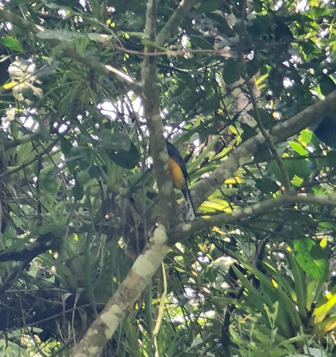 trogon podvazkový - ML623343892