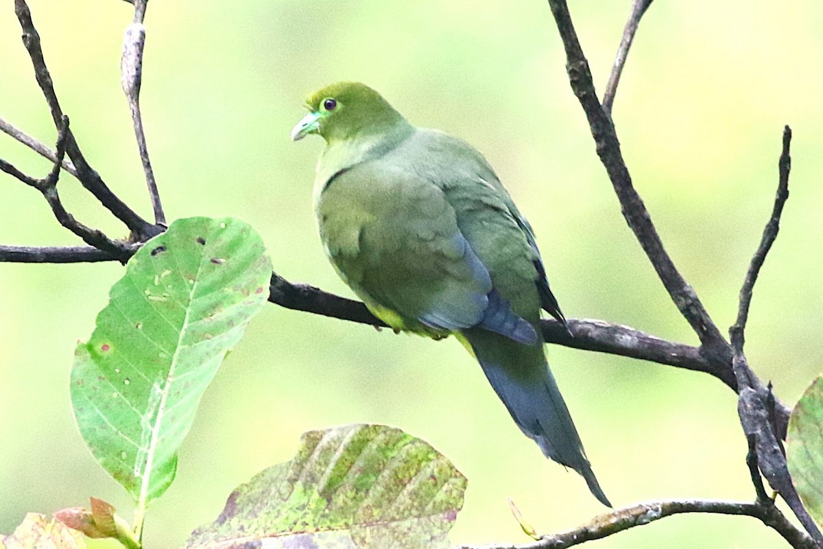 Sumatran Green-Pigeon - ML623343910