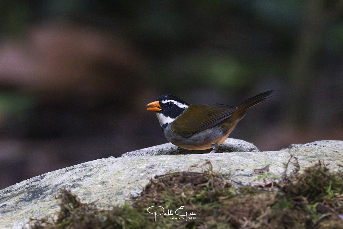 Orange-billed Sparrow - ML623343928