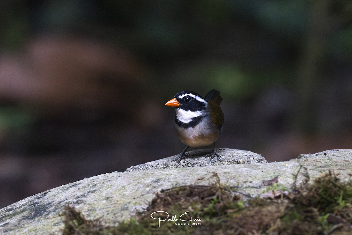 Orange-billed Sparrow - ML623343929