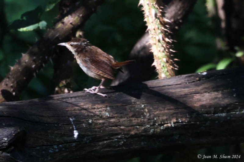 Carolina Wren - ML623343943