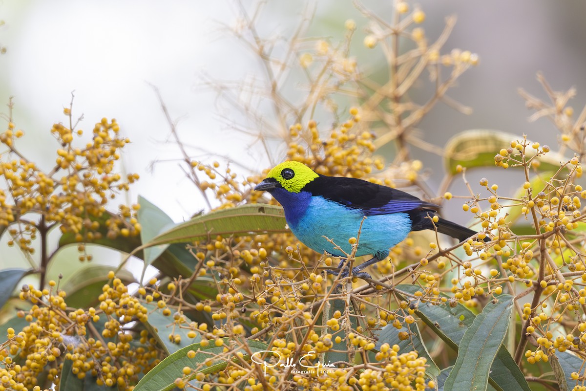 Paradise Tanager - Pablo Eguia