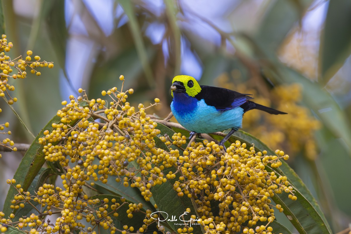 Paradise Tanager - Pablo Eguia