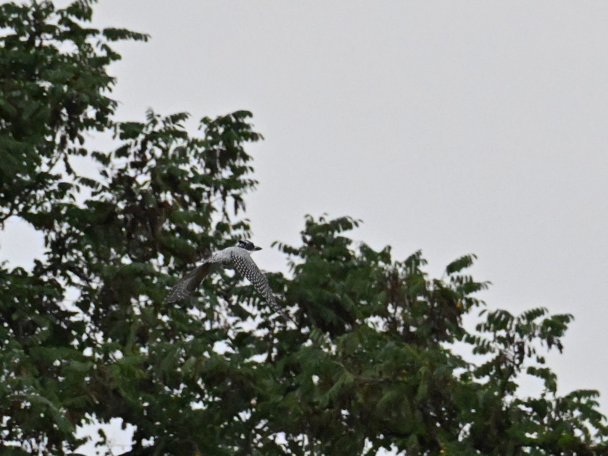 Crested Kingfisher - ML623344036