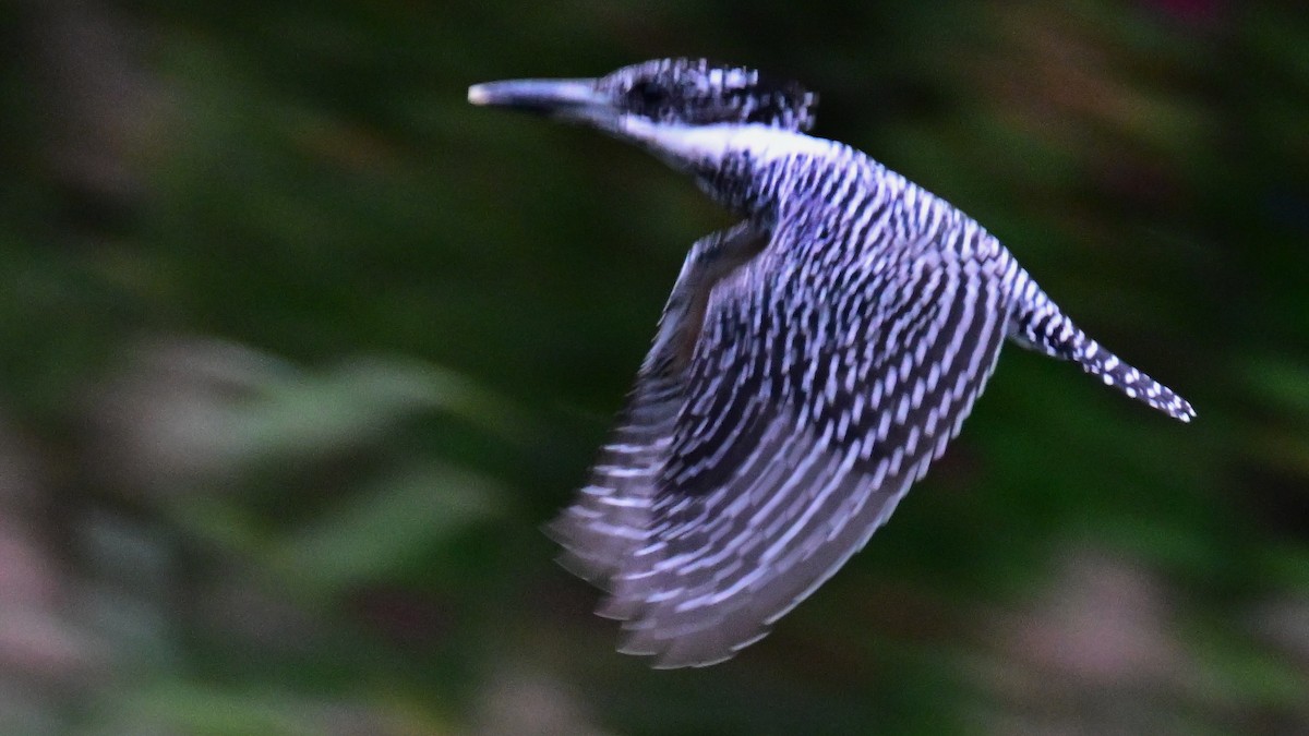 Crested Kingfisher - ML623344037