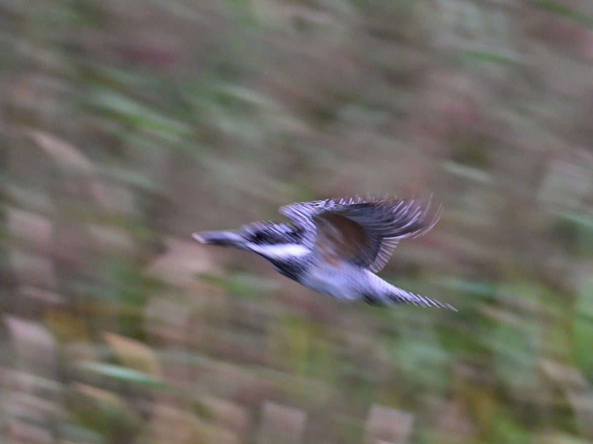 Crested Kingfisher - ML623344038