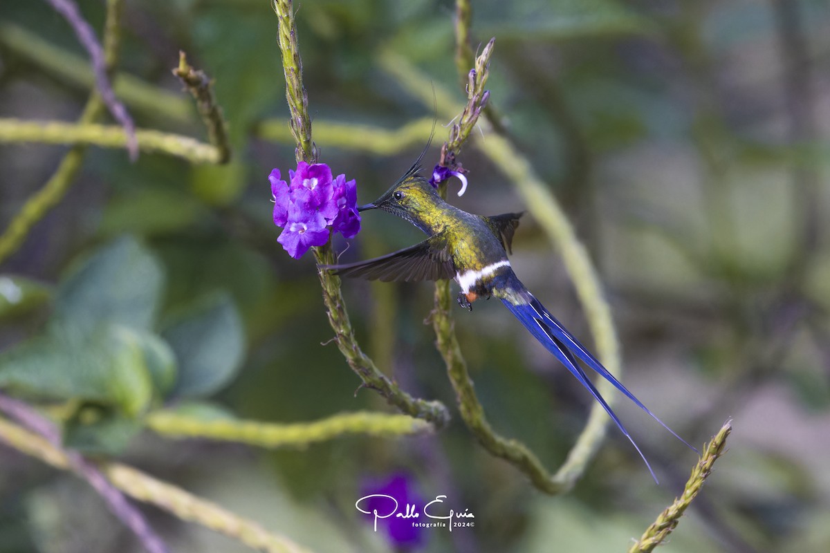 Wire-crested Thorntail - Pablo Eguia