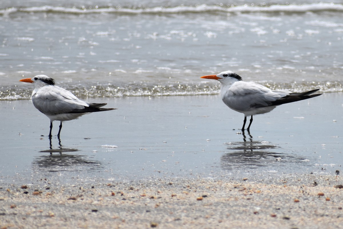 Royal Tern - Claire H