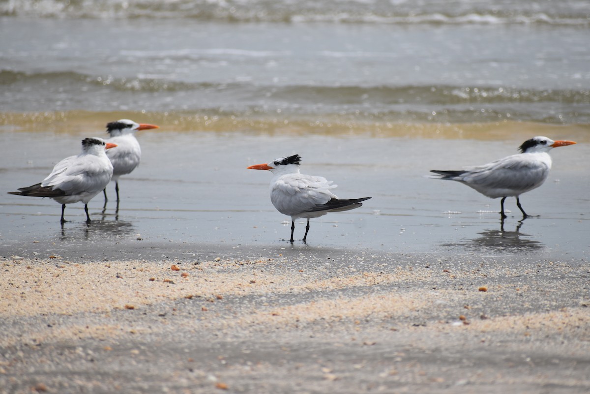 Royal Tern - ML623344098