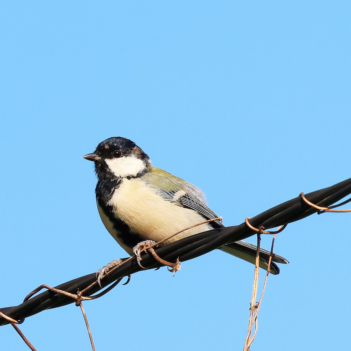 Japanese Tit - ML623344127