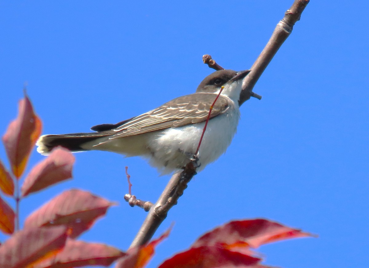 Eastern Kingbird - ML623344203