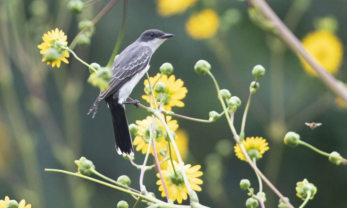 Eastern Kingbird - Heather Wolf